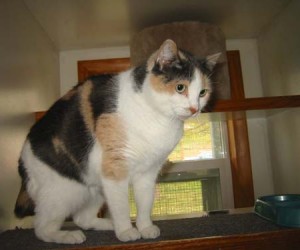 Tabitha